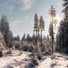 Verschneiter Winterwald zur Weihnachtszeit