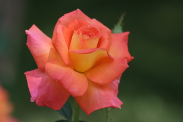 Blooming Orange Rose in Spring iwht Green Bakkground