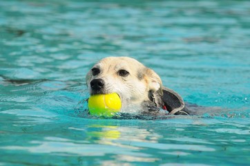 Hund in einem Schwimmbad im Hochsommer