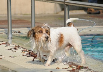 Hund in einem Schwimmbad im Hochsommer