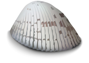Light Clam on a White Background - Colored Illustration, Vector
