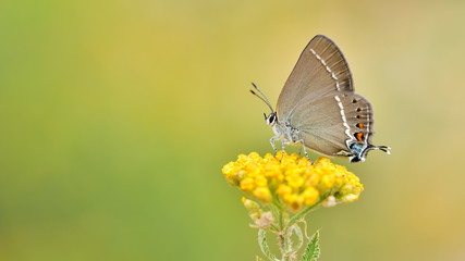 Satyrium spini  93