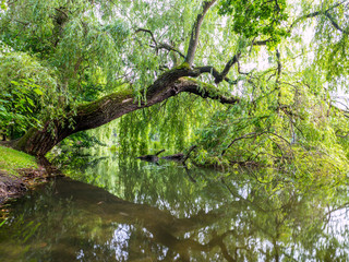 Biotop an einem Teich 