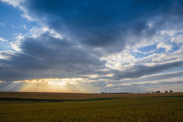 Fototapeta premium Morning landscape with wheat field