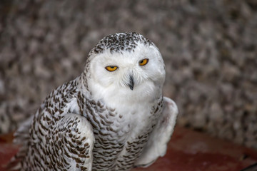 Snowy owl portrait.