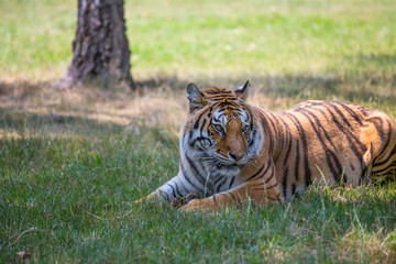 A Tiger sits on the grass in an open space.