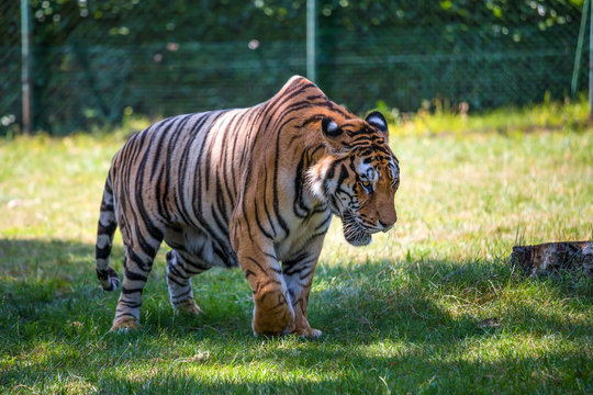 A beautiful tiger walking in an open space.