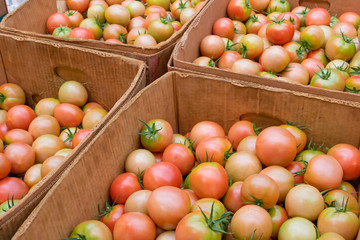 トマト農家　収穫後の大量のトマト