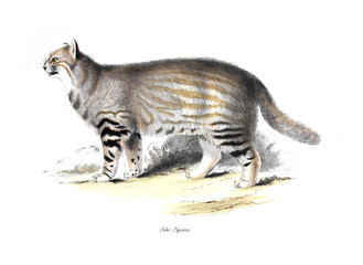 Fototapeta premium illustration of animal