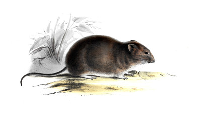 illustration of animal