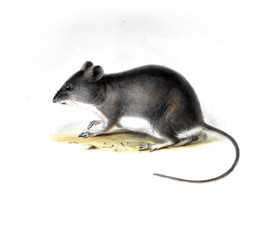 illustration of animal