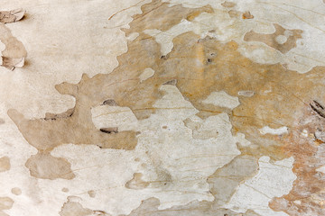 Natural pattern tree wood chestnut gray surface background