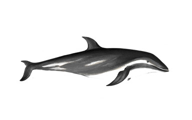 illustration of animal