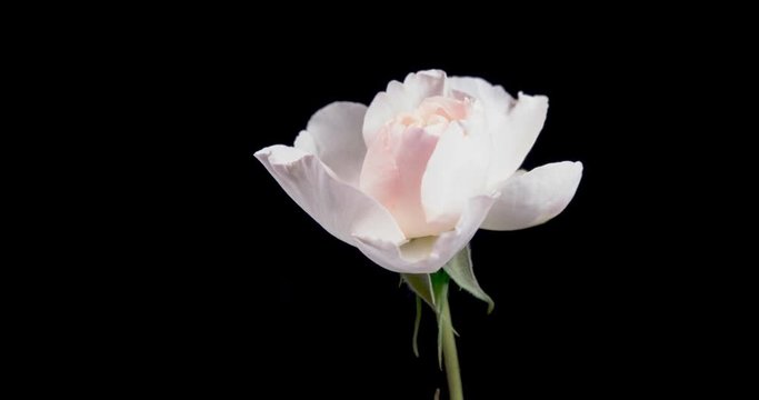 4K Time-lapse of white rose on black background