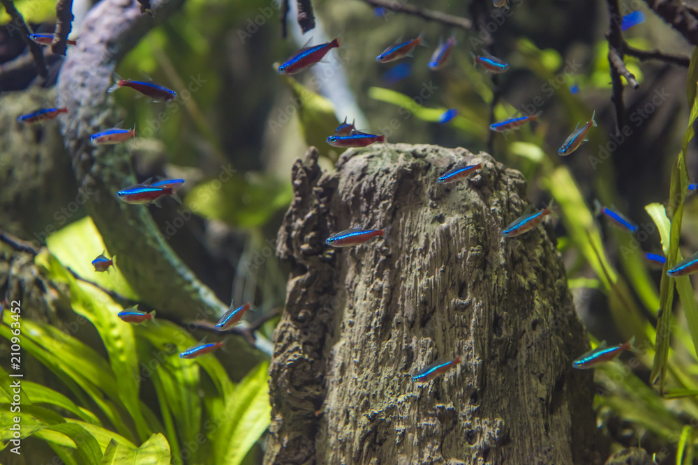 Wall mural The cardinal tetra (Paracheirodon axelrodi) is a freshwater fish