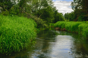 Forest river in summer