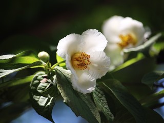 白い花