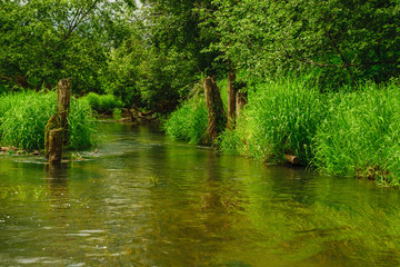 Forest river in summer