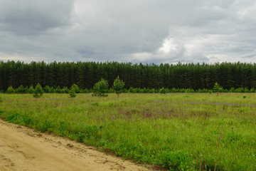 Obraz premium Country road to forest