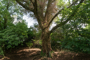 old tree grow round of Efue that has been truncated - horizontally