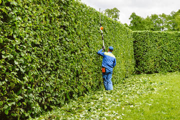 Man is cutting trees in the park. Professional gardener in a uniform cuts bushes with clippers. Pruning garden, hedge. Worker trimming and landscaping green bushes. Hard work in the garden. Clipper.