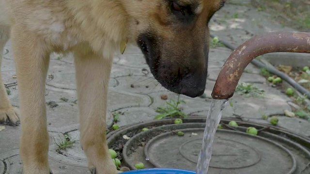 German Shepherd drinks water from a water tap