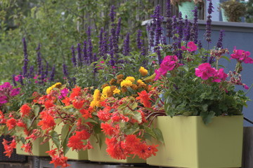 Suspended flowerpots with colorful flowers and lavender