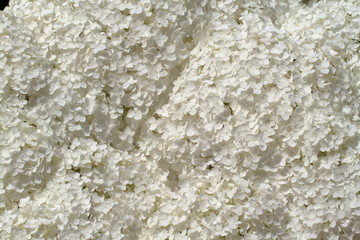 White hydrangea close-up. Small flowers. Wedding card.