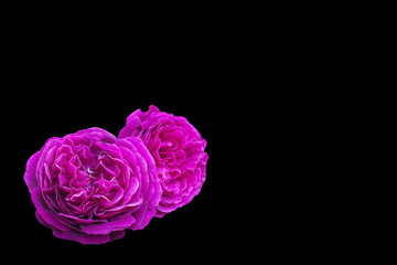 Close-up of pink roses flowers isolated on black background with clipping path and copy space for card, postcard and slide presentation