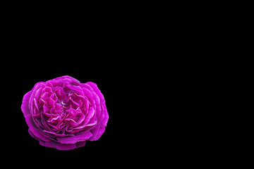 Close-up of pink rose flower isolated on black background with clipping path and copy space for card, postcard and slide presentation