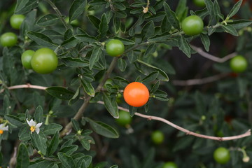 Jerusalem cherry
