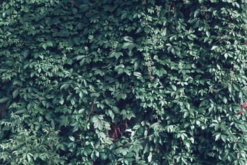 Large wall covered with green leaves