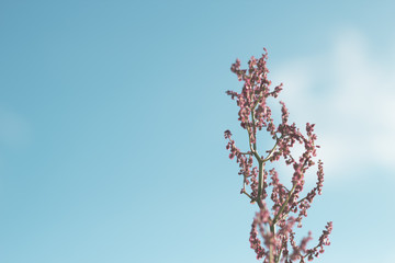 blooming horseradish with sky background