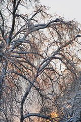 Tsaritsyno park in Moscow after icy rain. Russia