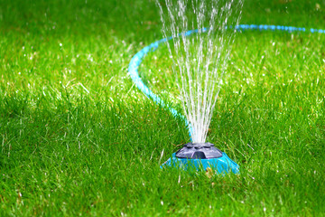 Grass watering. Drip irrigation system.