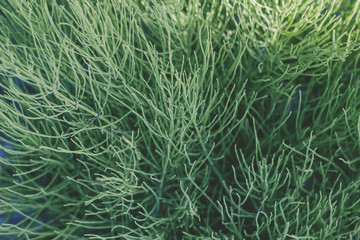 green coniferous branch 