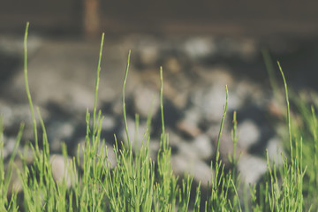 green coniferous branch 