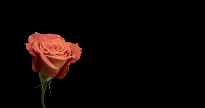4K Time-lapse of pink rose on black background, copy-space