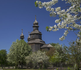 Wood church with blossom trees in foreground