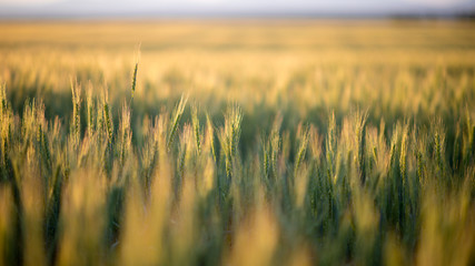 Obraz premium Wheat Field Sunset