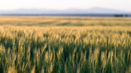 Obraz premium Wheat Field Sunset