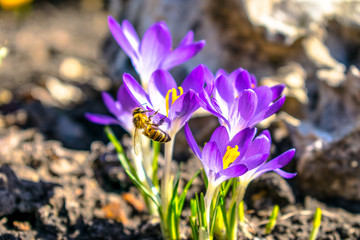 bee on crocus flower
