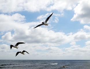 möwen am strand