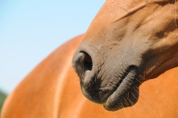 Arabisches Pferd auf einer Weide an einem Sommertag
