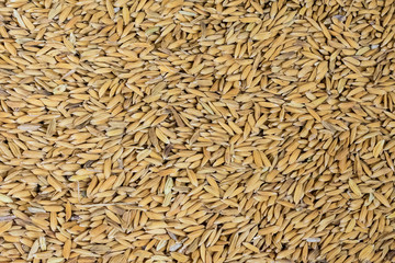 Organic Raw rice seed or Brown Paddy Seed Rice  background after harvest