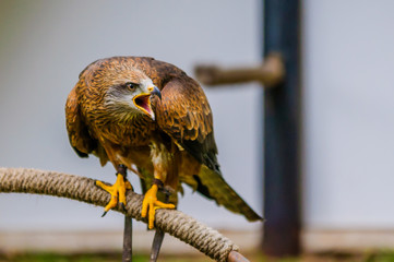 Falke im Wildpark Gangelt