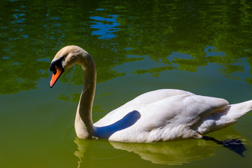 White swan swimming on the lake