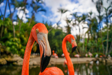 Two pink flamingos walking in the water