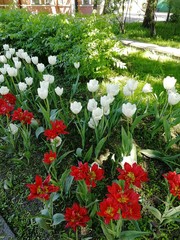 tulips