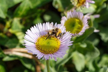 Abeille sur fleur de vergerette glauque